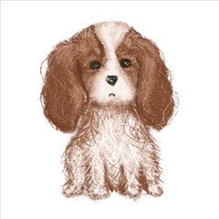 Cavalier king Charles spaniel puppy. Hand drawn illustration isolated on white.