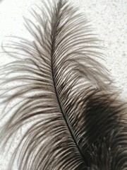 feather