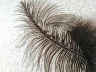 close up of feather