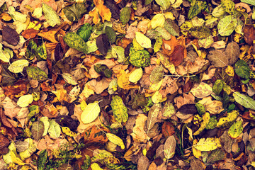 Bright saturated autumn background with fallen multi-colored leaves.