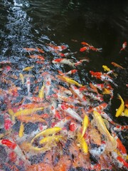 Obraz na płótnie Canvas koi fish swimming in the pond