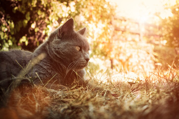 Cat in the garden, autumn colours - 524081744