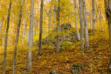 Autumn landscape rock in a yellow autumn forest