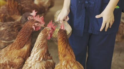 Slow motion 4K of chicken or hen feeding with corn by hand shows natural or organic livestock in rural or countryside area in asian country. It shows beautiful happy rooster which is raised as pet.