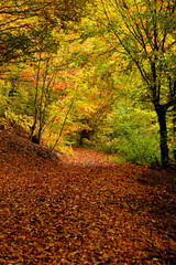 Obraz premium Waldweg mit Laub bedeckt im Herbst