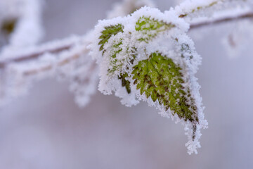 Blatt mit gefrorenem Nebel