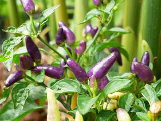 Obraz premium Chili fruits on a chili tree. Some of them are still young and not yet ready to be harvested. Chili is one of the main ingredients in cooking in Southeast Asia especially. Gives a spicy taste to food.