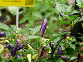 Chili fruits on a chili tree. Some of them are still young and not yet ready to be harvested. Chili is one of the main ingredients in cooking in Southeast Asia especially. Gives a spicy taste to food.