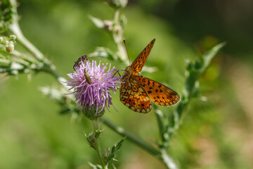 papillon INSECTA  Lepidoptera  Nymphalidae  Boloria 