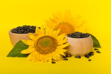 Sunflower seeds and flowers on color background