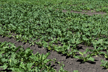 Fototapeta na wymiar Green sugar beet crop, leaves in agricultural field