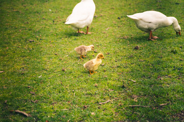 Goose ducklings