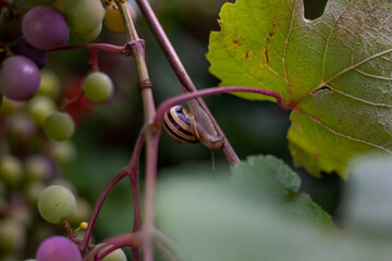 A grape snail crawls along a branch. The bunches of grapes will ripen
