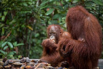 wild baby orangutan feeding