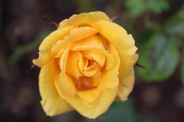 yellow rose with water drops