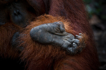 wild orangutan feet