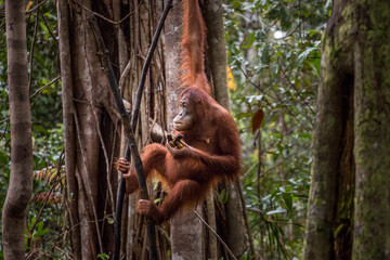wild young orangutan © Hodossy