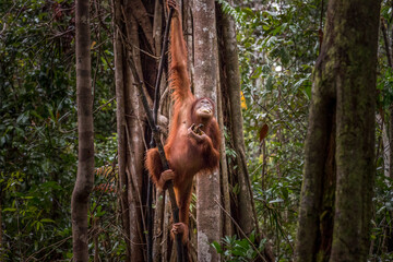 wild orangutan