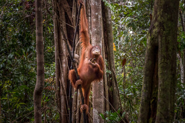 wild orangutan © Hodossy