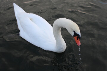 swan on the lake