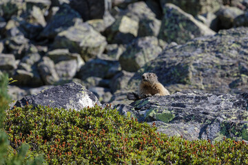 A groundhog watches the surroundings from the rocks