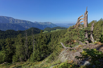 Dead tree over Arselle plateau in Chamrousse, with Vercors range in background