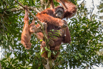 Obraz premium wild orangutan family