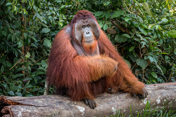 wild orangutan