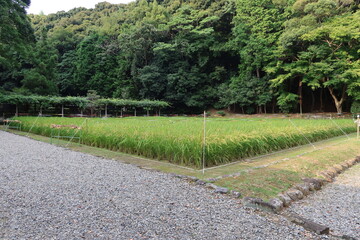  Japanese temples and shrines: Shinden Rice Field attached to it in the precincts of Sarutahiko-jinjya Shrine in Ise City in Mie Prefecture 日本の神社仏閣：三重県伊勢市の猿田彦神社境内にある神田の風景