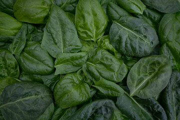 Background of fresh green spinach leaves, close-up view from above