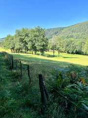 Obraz premium vineyard in the morning