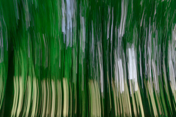 Subjective esoteric photo of a forest through long exposure and camera movement