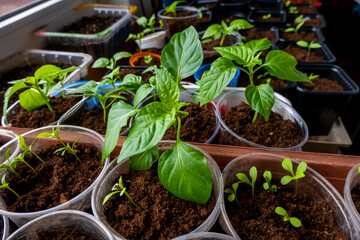 seedlings in peat pots. Baby plants seeding, black hole trays for agricultural seedlings. The spring planting. Early seedling, grown from seeds in boxes at home on the windowsill