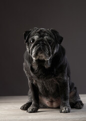 charming black pug on a black background. Pet portrait in studio