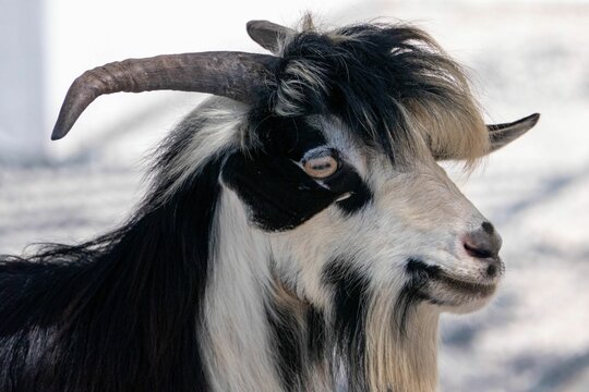 Closeup shot of a Changthangi goat in a field during the day