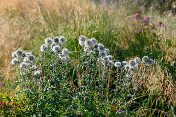 Echinops sphaerocephalus, Common globe thistle in herb garden. Decorative grasses and cereals in landscape design
