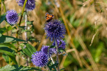 Echinops sphaerocephalus, Common globe thistle in herb garden. Decorative grasses and cereals in landscape design