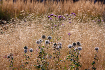 Echinops sphaerocephalus, Common globe thistle in herb garden. Decorative grasses and cereals in landscape design