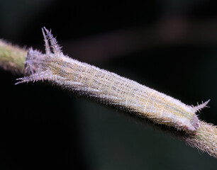 Grey Sailer Neptis leucoporos