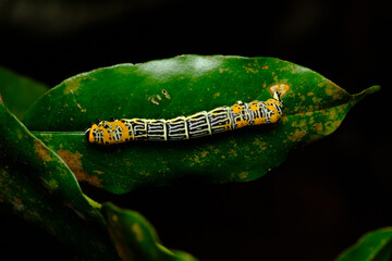 Genus Bibasis
a member of Skippers Family Hesperiidae