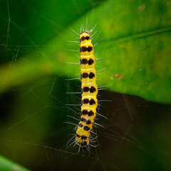 Owlet Moths and Allies Superfamily Noctuoidea