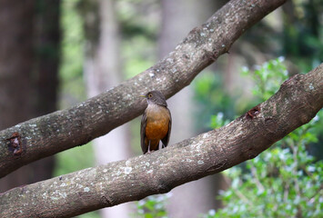 Photograph of a Rufous-bellied thrush found in Porto Alegre, Rio Grande do Sul, Brazil.	