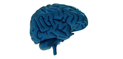 3d rendered medically accurate illustration