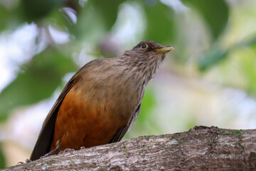 Photograph of a Rufous-bellied thrush found in Porto Alegre, Rio Grande do Sul, Brazil.