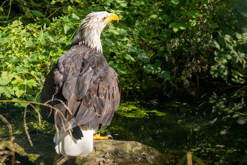 Weißkopfseeadler