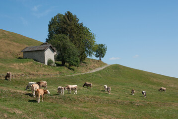 muche al pascolo negli alpeggi di montagna