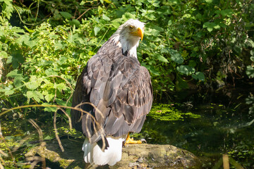 Weißkopfseeadler