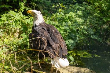Weißkopfseeadler