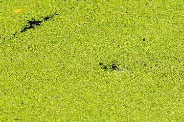 Frosch in Wasserlinse