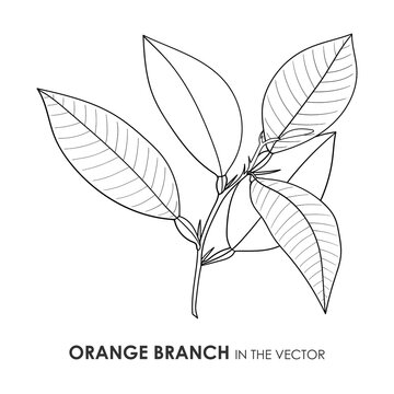 VECTOR CONTOUR DRAWING OF AN ORANGE BRANCH ON A WHITE BACKGROUND
